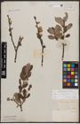 Foto von Salix bicolor Ehrh. ex Willd.